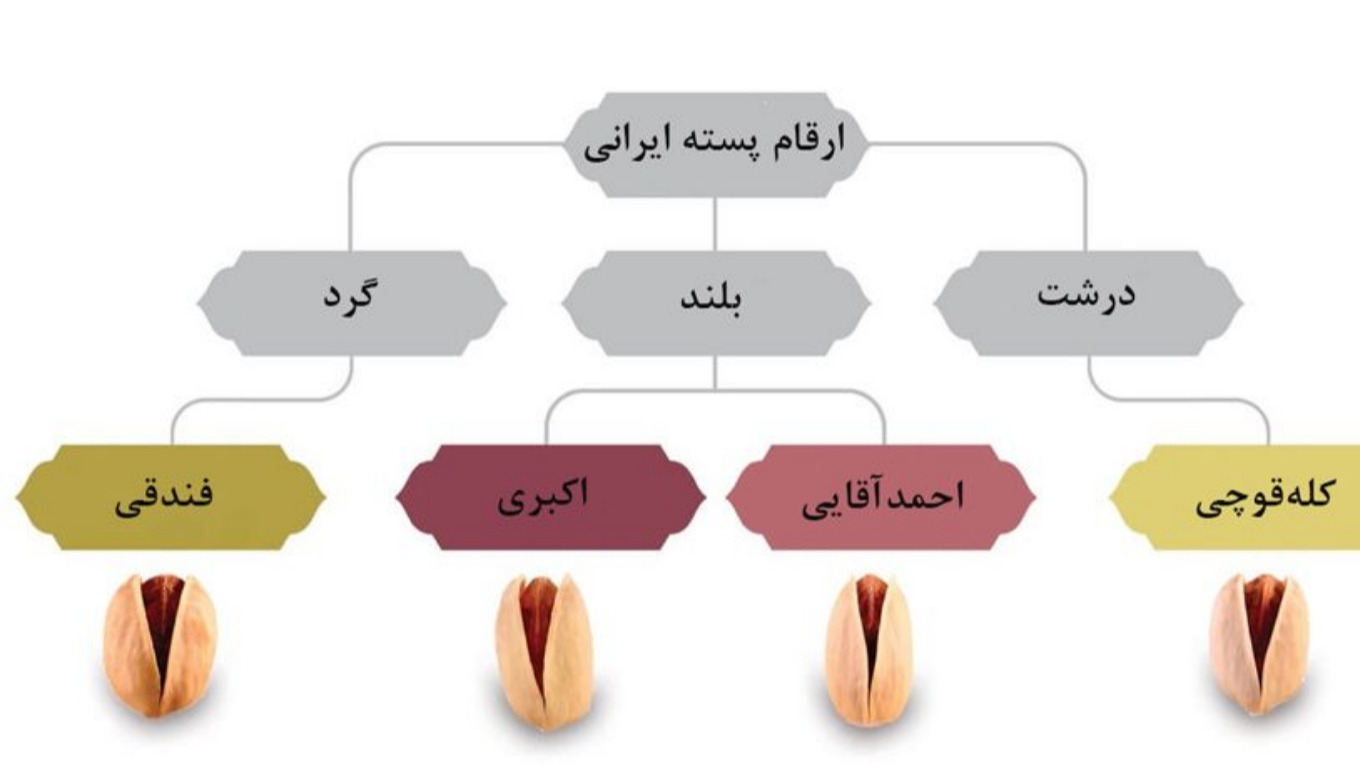 انواع پسته